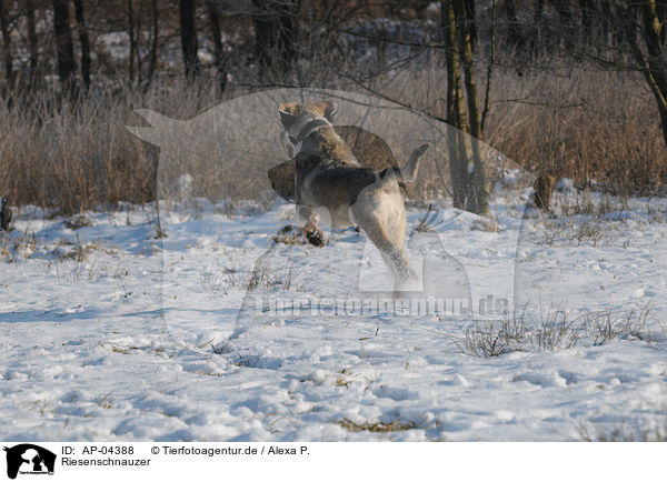 Riesenschnauzer / AP-04388