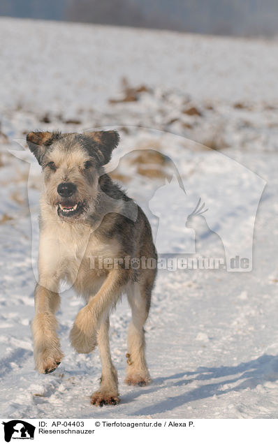 Riesenschnauzer / AP-04403