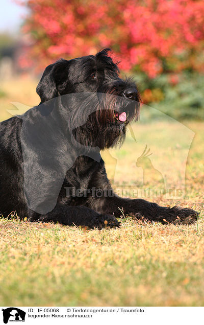 liegender Riesenschnauzer / lying Giant Schnauzer / IF-05068