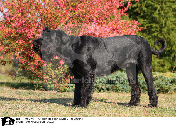 stehender Riesenschnauzer / IF-05076