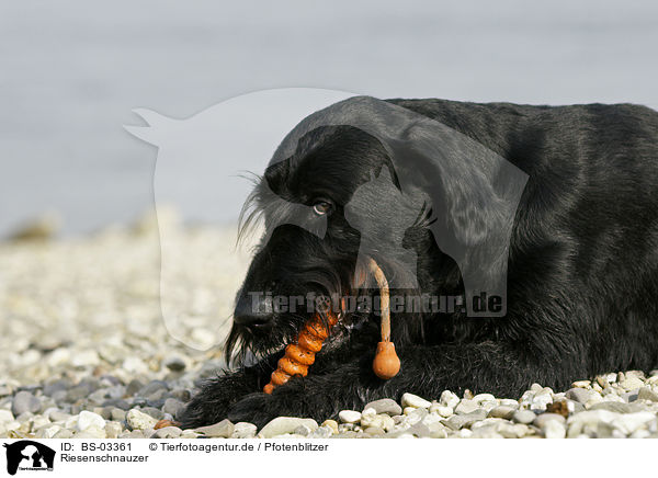 Riesenschnauzer / Giant Schnauzer / BS-03361