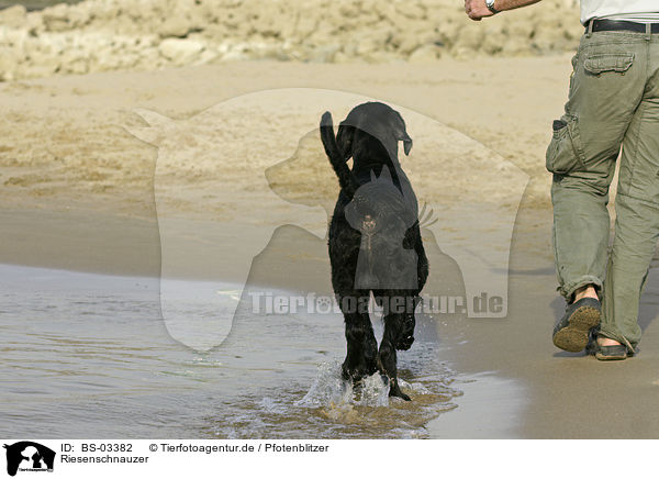 Riesenschnauzer / Giant Schnauzer / BS-03382