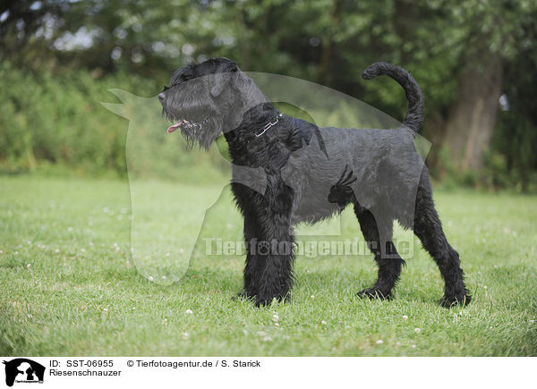 Riesenschnauzer / Giant Schnauzer / SST-06955