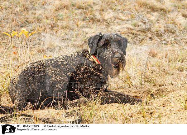 liegender Riesenschnauzer / lying Giant Schnauzer / KMI-03103