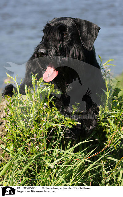 liegender Riesenschnauzer / DG-05658