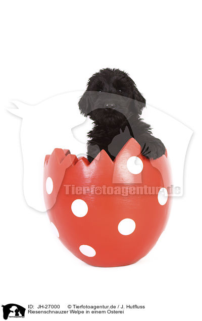 Riesenschnauzer Welpe in einem Osterei / Giant Schnauzer Puppy in a easter egg / JH-27000