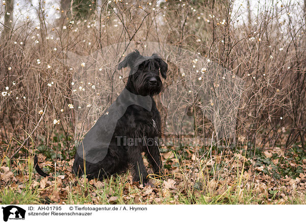 sitzender Riesenschnauzer / AH-01795