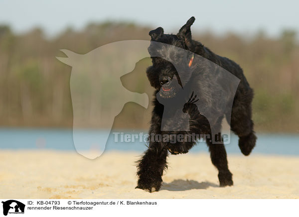 rennender Riesenschnauzer / running Giant Schnauzer / KB-04793