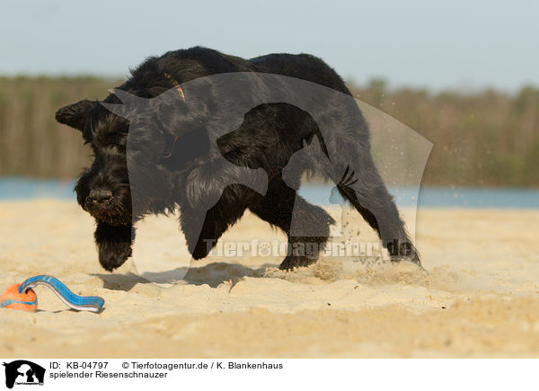 spielender Riesenschnauzer / playing Giant Schnauzer / KB-04797