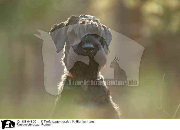 Riesenschnauzer Portrait / Giant Schnauzer Portrait / KB-04806