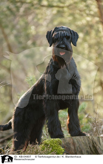 Riesenschnauzer / Giant Schnauzer / KB-04807