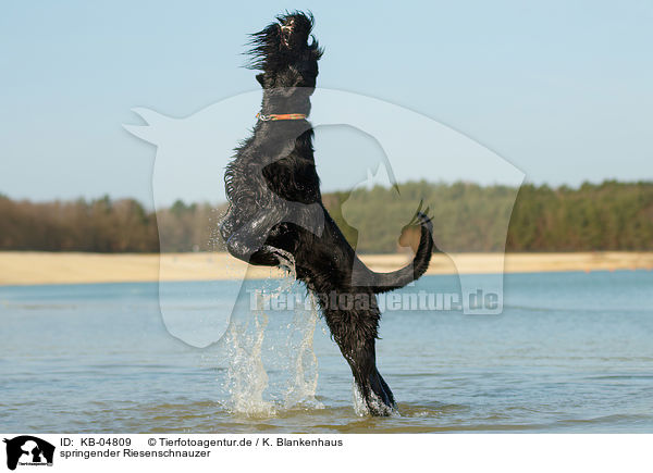 springender Riesenschnauzer / jumping Giant Schnauzer / KB-04809