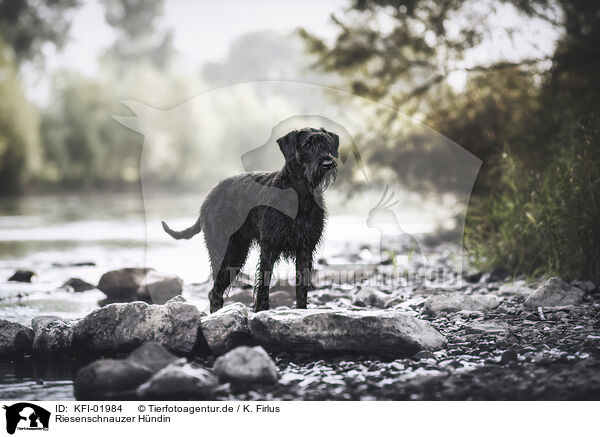 Riesenschnauzer Hndin / KFI-01984