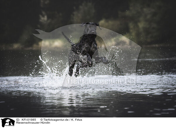 Riesenschnauzer Hndin / female Giant Schnauzer / KFI-01985