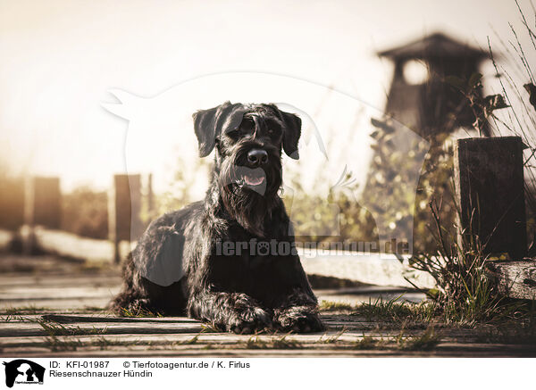 Riesenschnauzer Hndin / KFI-01987