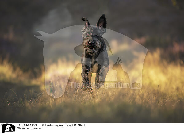 Riesenschnauzer / DS-01429