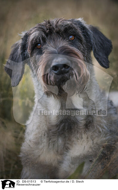 Riesenschnauzer / Giant Schnauzer / DS-01513