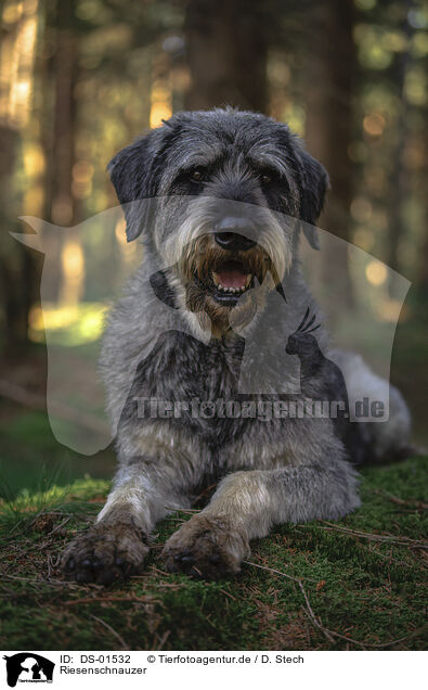 Riesenschnauzer / Giant Schnauzer / DS-01532
