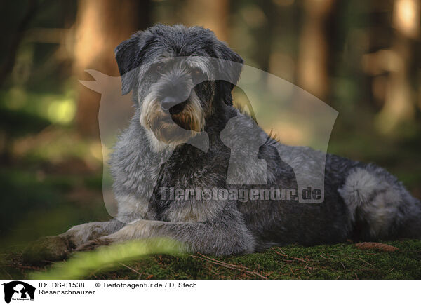 Riesenschnauzer / DS-01538