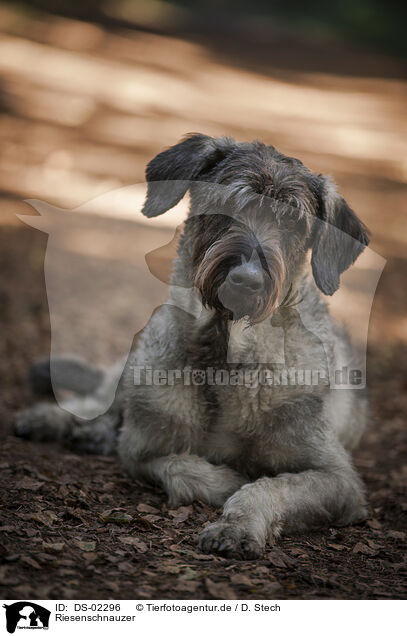 Riesenschnauzer / DS-02296