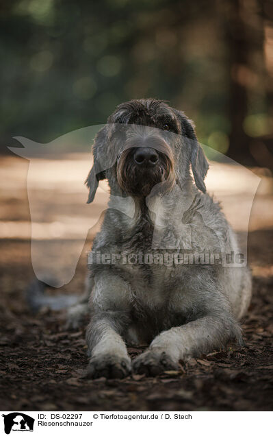 Riesenschnauzer / Giant Schnauzer / DS-02297