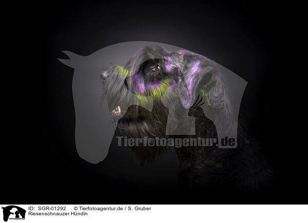 Riesenschnauzer Hndin / female Giant Schnauzer / SGR-01292