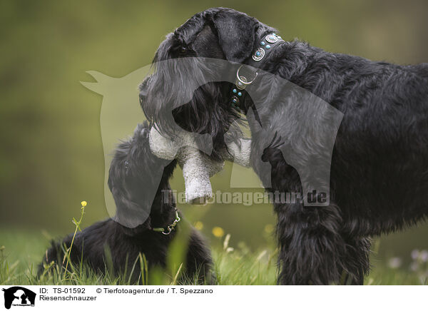 Riesenschnauzer / Giant Schnauzer / TS-01592