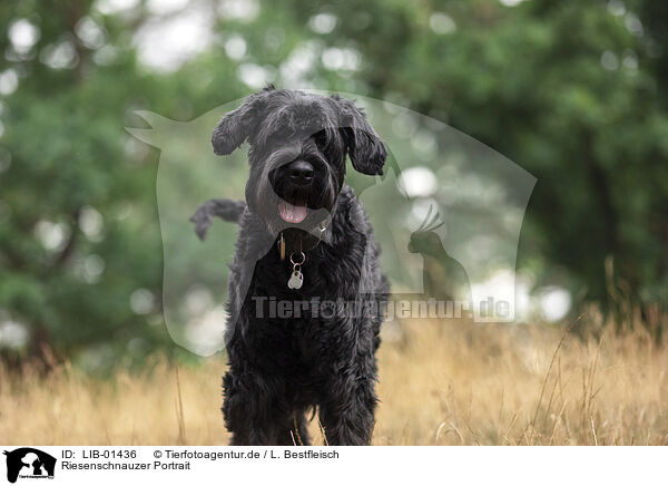 Riesenschnauzer Portrait / LIB-01436