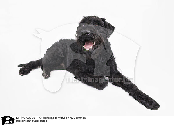 Riesenschnauzer Rde / NC-03008