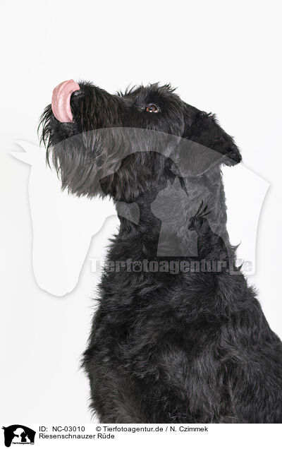 Riesenschnauzer Rde / NC-03010