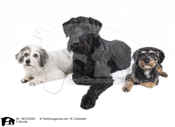 3 Hunde / 3 dogs / NC-03083