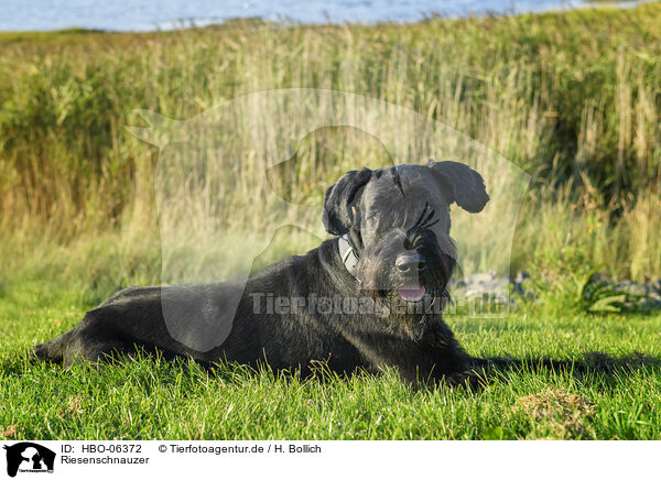 Riesenschnauzer / Giant Schnauzer / HBO-06372