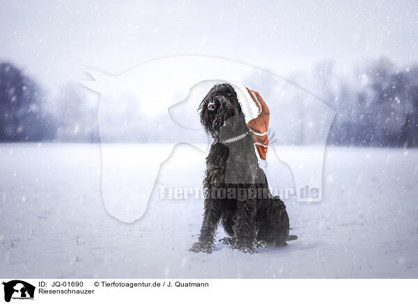 Riesenschnauzer / Giant Schnauzer / JQ-01690