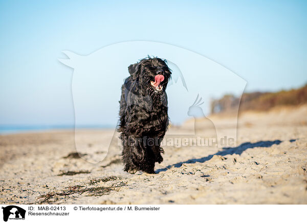 Riesenschnauzer / Giant Schnauzer / MAB-02413