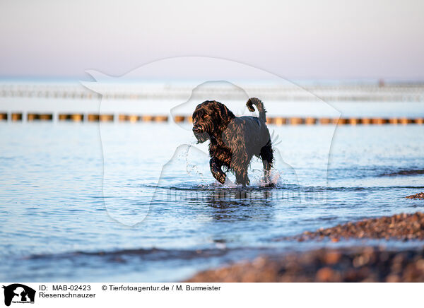 Riesenschnauzer / Giant Schnauzer / MAB-02423