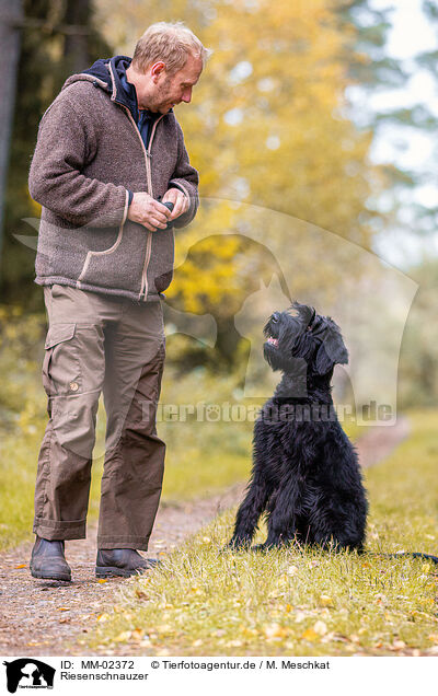 Riesenschnauzer / Giant Schnauzer / MM-02372