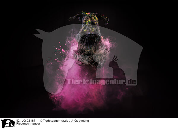 Riesenschnauzer / Giant Schnauzer / JQ-02187