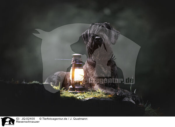 Riesenschnauzer / Giant Schnauzer / JQ-02400