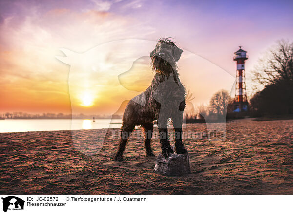 Riesenschnauzer / JQ-02572