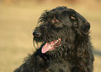 Riesenschnauzer Portrait