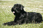 Riesenschnauzer