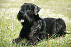 Riesenschnauzer