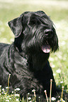 Riesenschnauzer