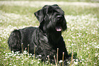 Riesenschnauzer