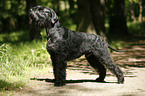 Riesenschnauzer