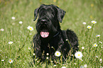 Riesenschnauzer