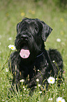 Riesenschnauzer