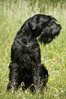 Riesenschnauzer