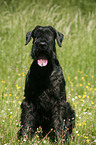 Riesenschnauzer