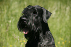 Riesenschnauzer